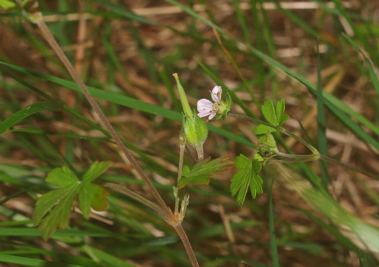 Géranium de Homean 8