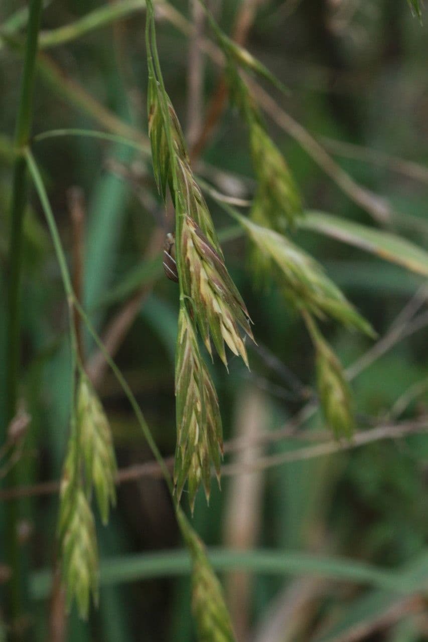Cebadilla 7