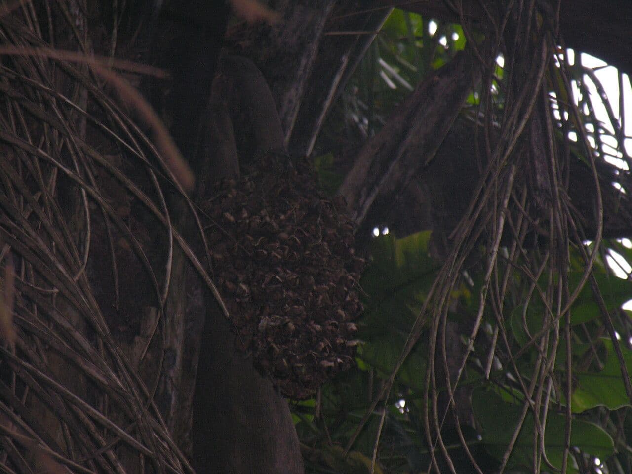 Attalea