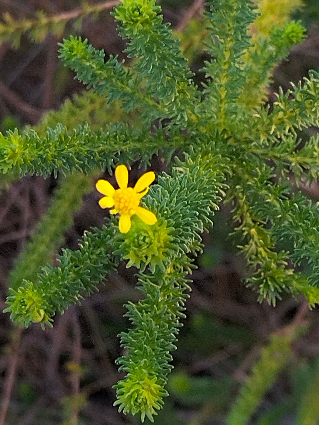 Euryops 5