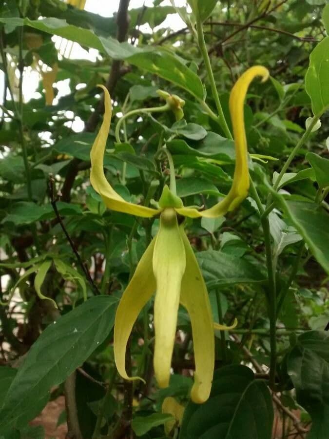 Ylang-ylang 7