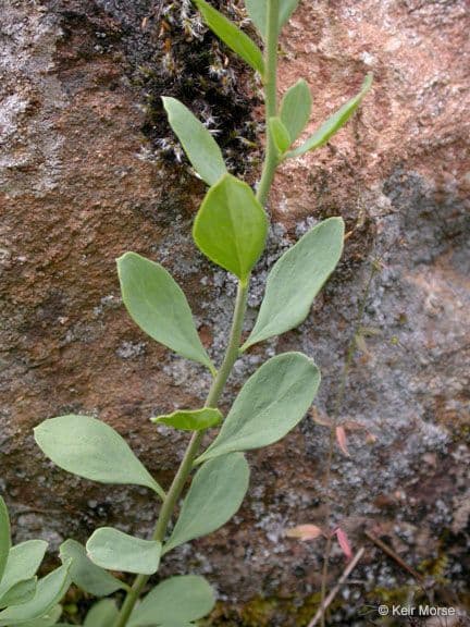 Comandra umbellata 15