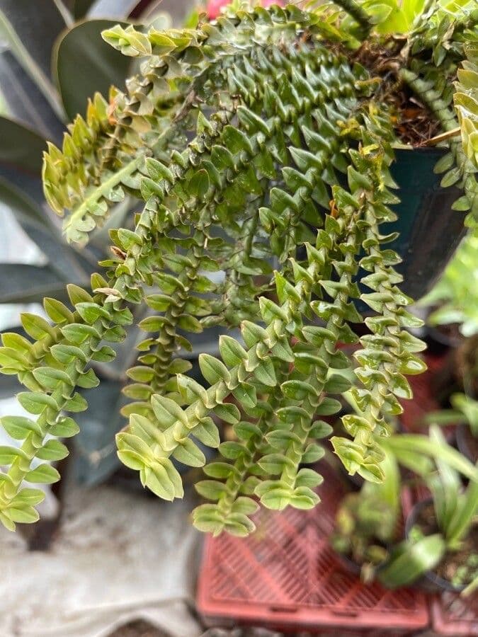 Dichaea 2