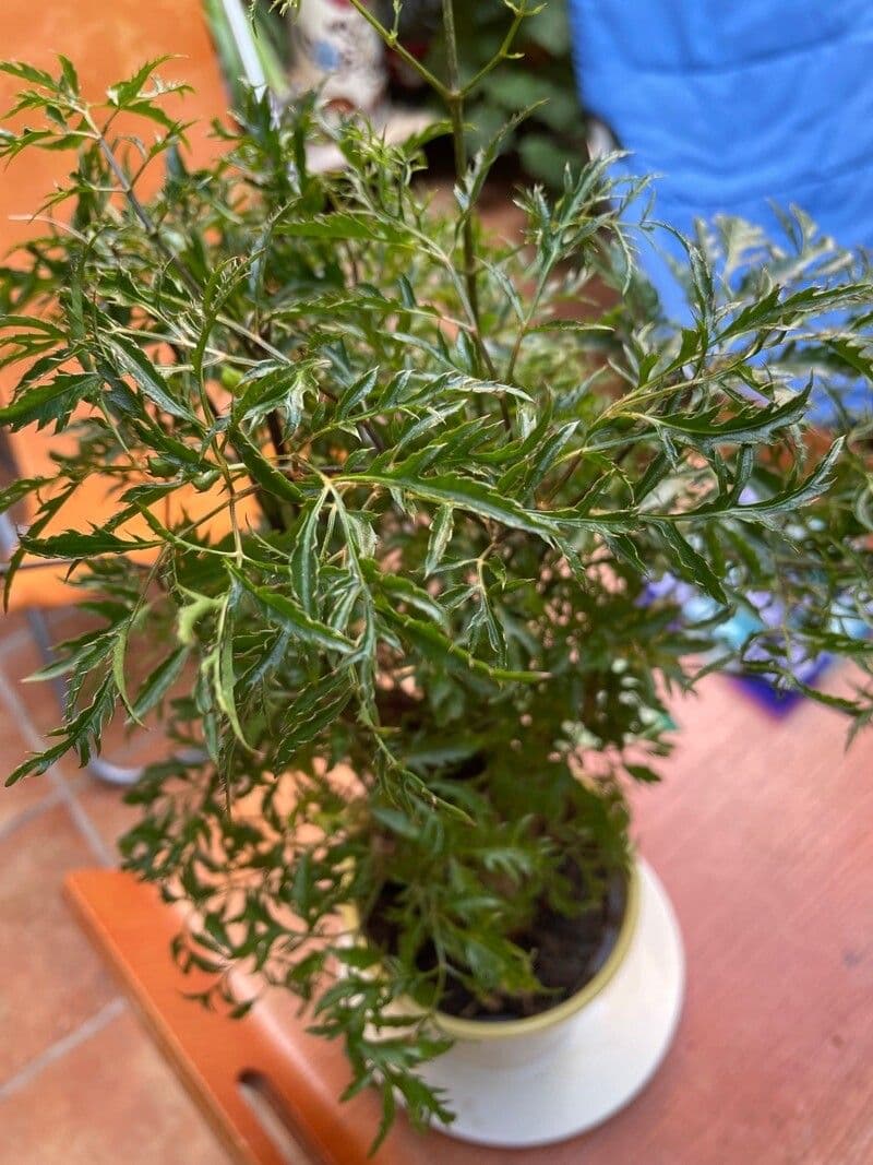 Aralia