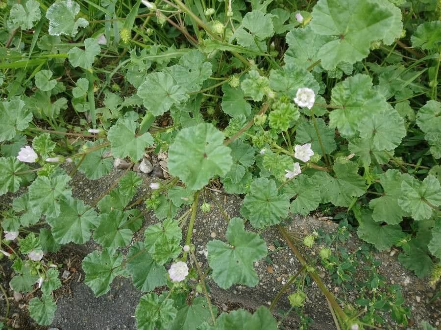 Malva minore 7