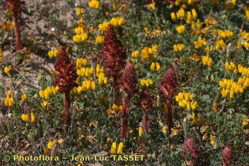 Orobanche sanguigna 7