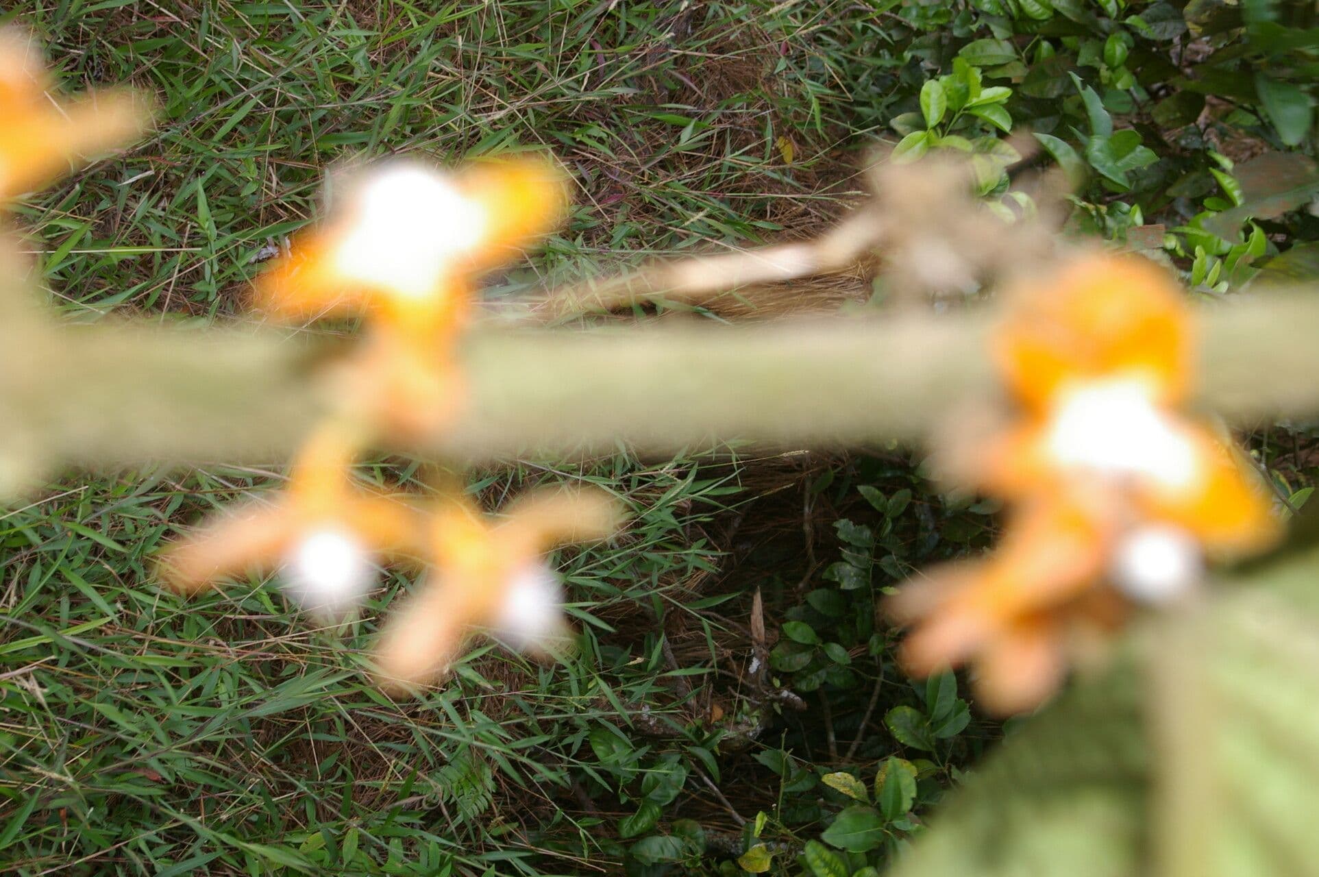 Besleria 2