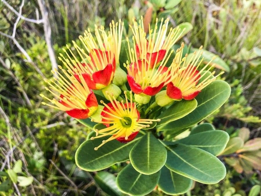 Xanthostemon 8