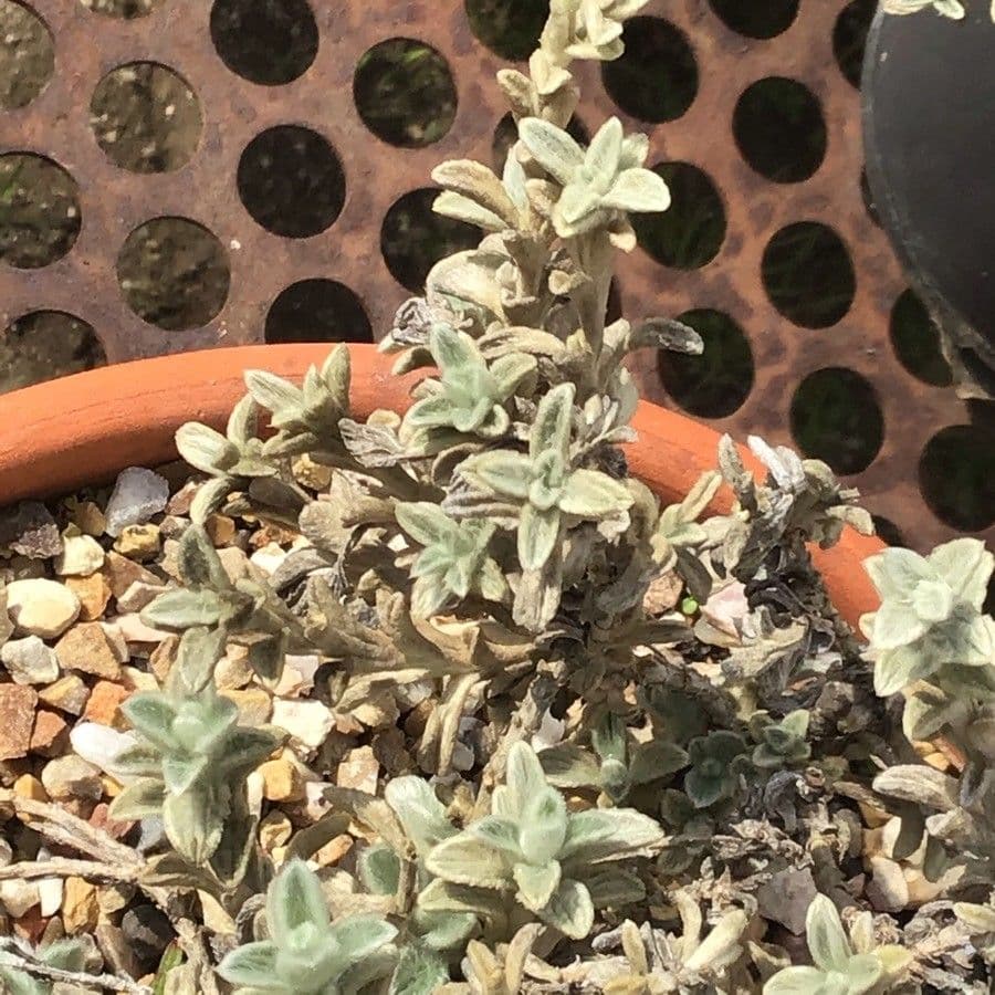 Sideritis 7