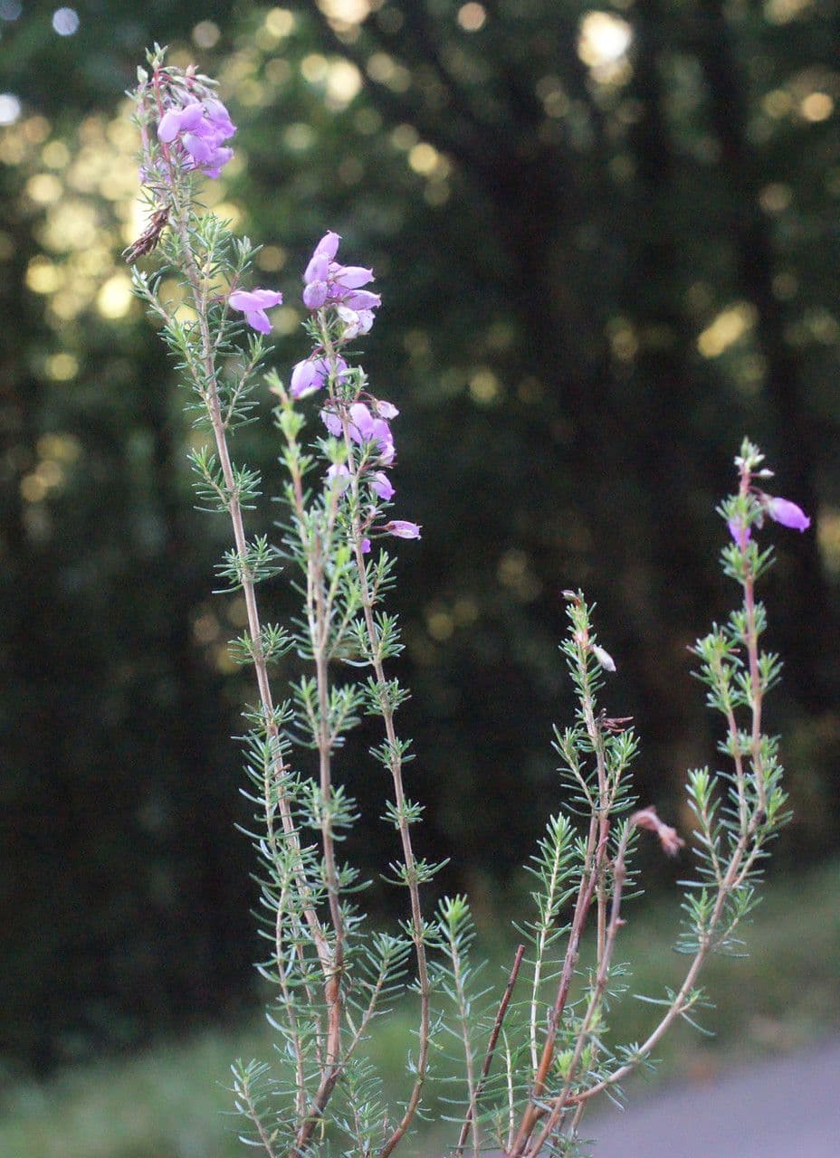 Graue Heide 26