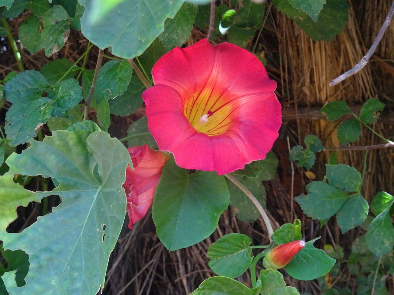Stictocardia 2