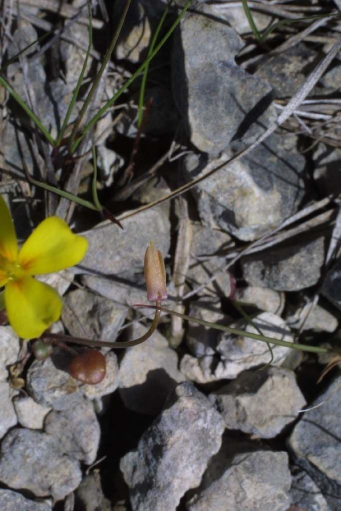 Styloide Glockenblume 7