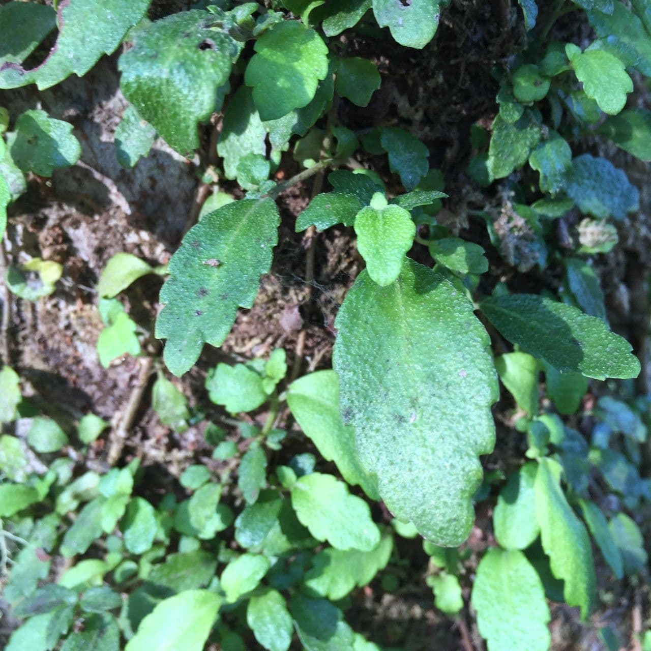 Asteranthera 8