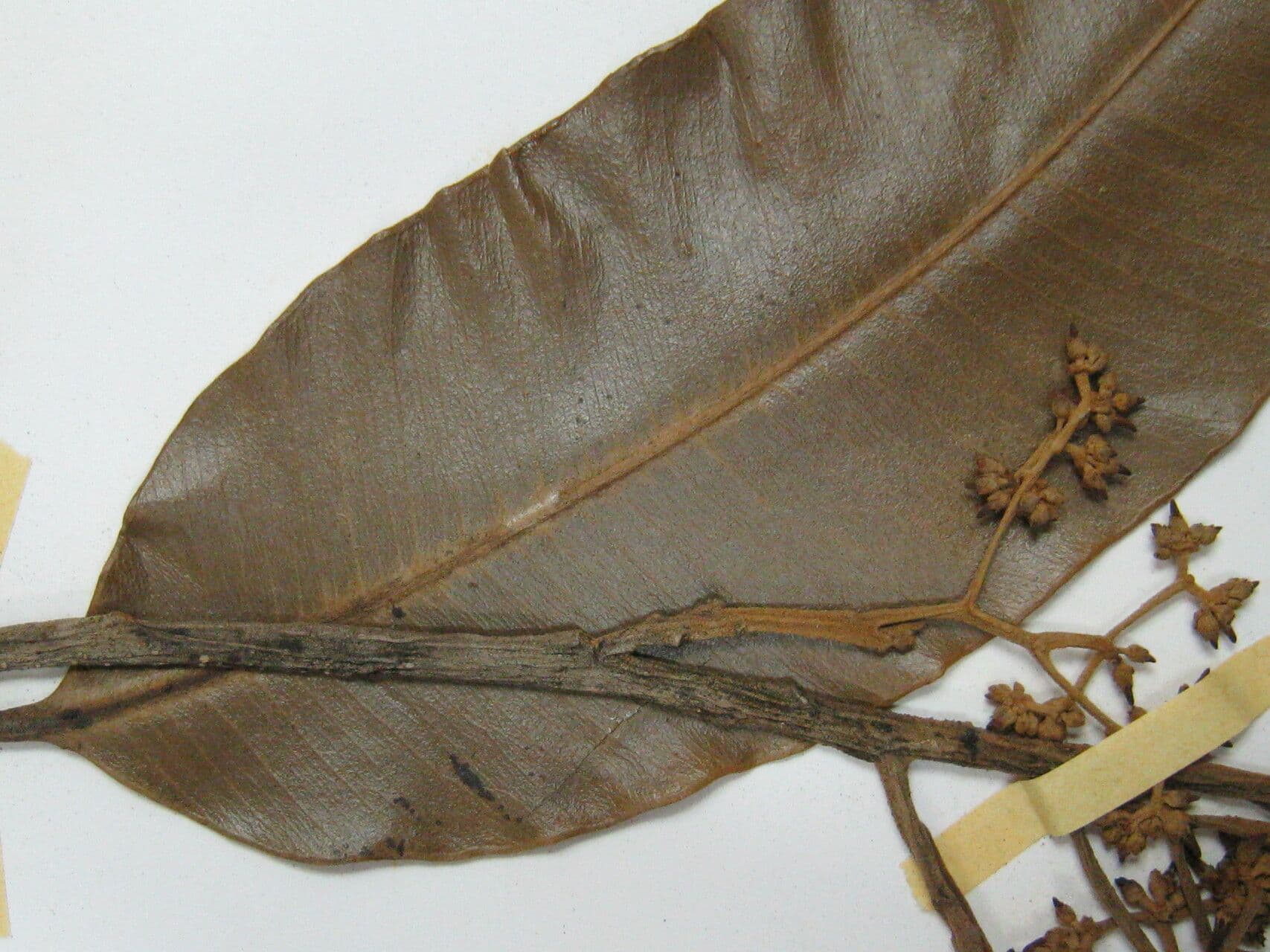 Aspidosperma 2