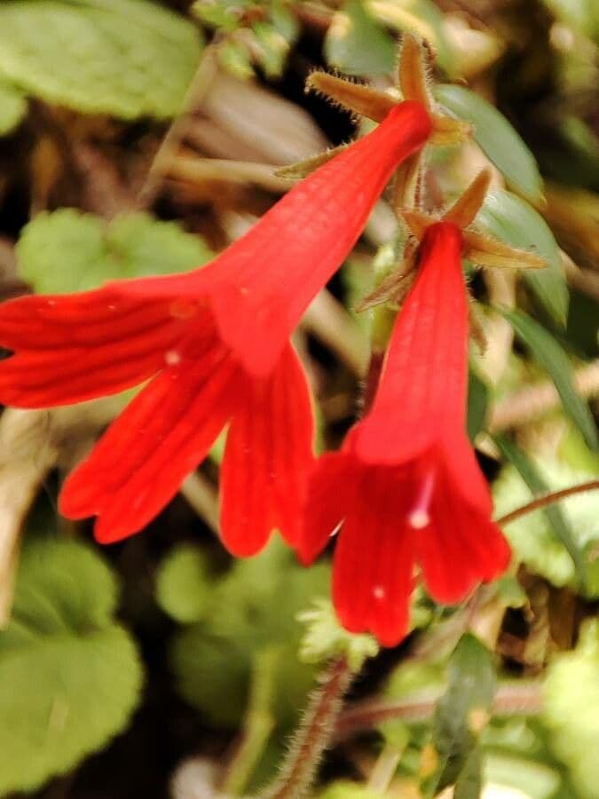 Ourisia 4