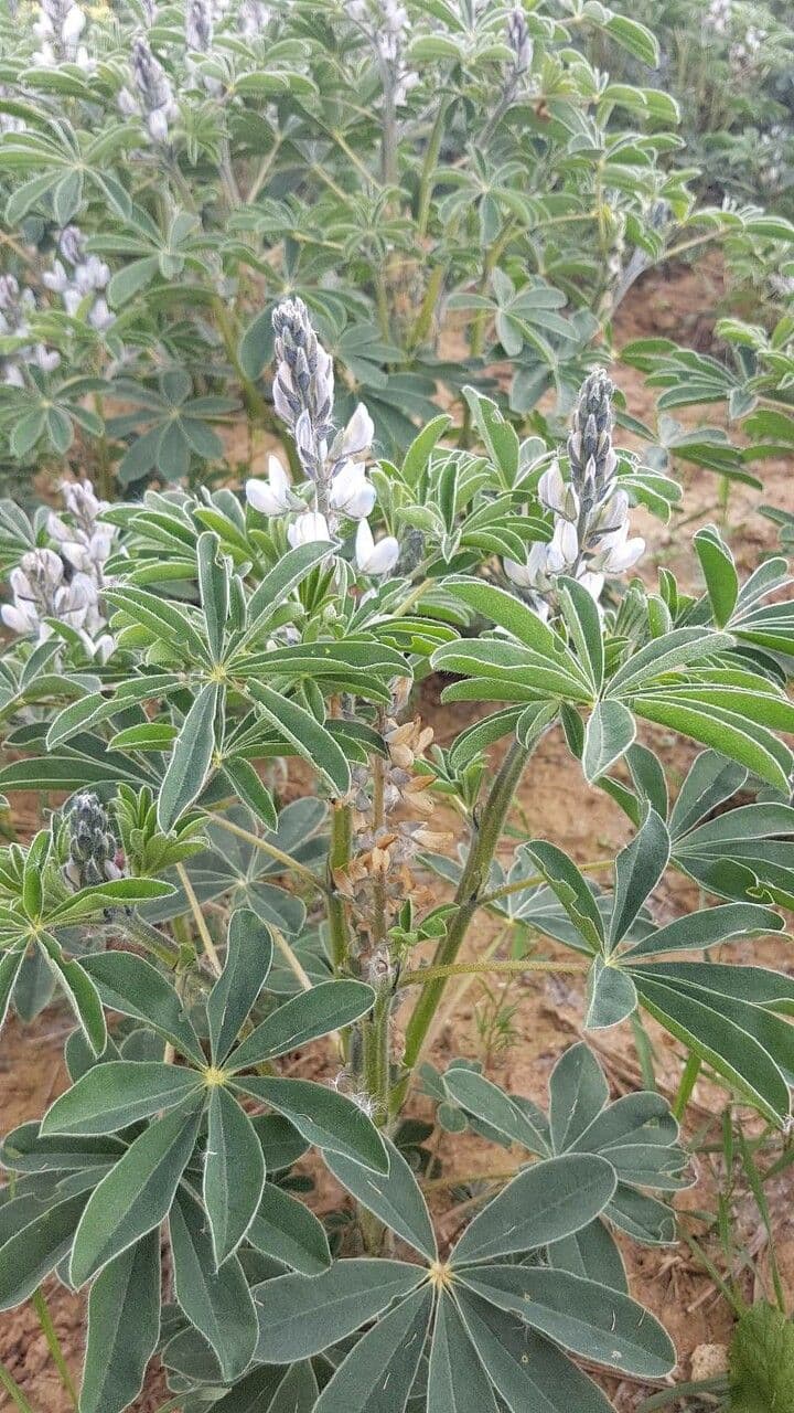 Weiße Lupine 11