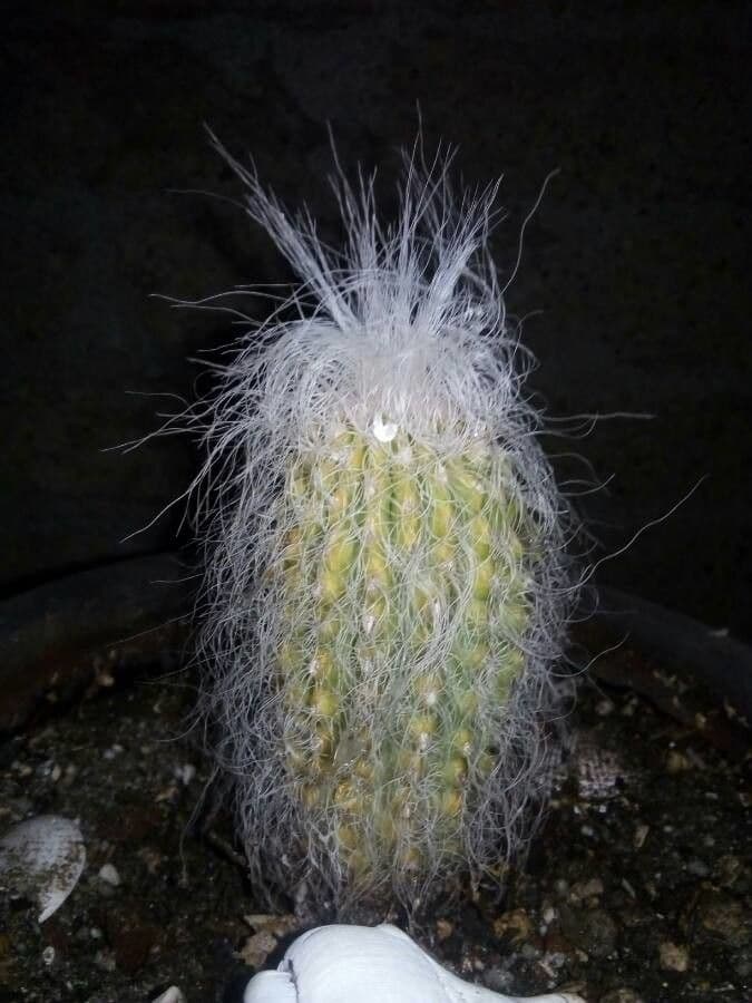 Cactus vecchio 14