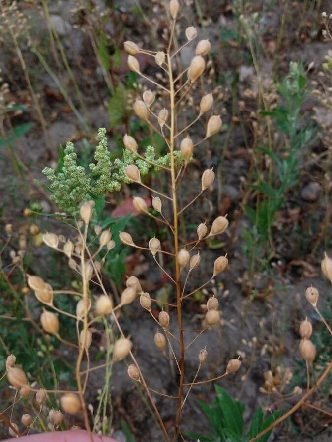 Camelina 5