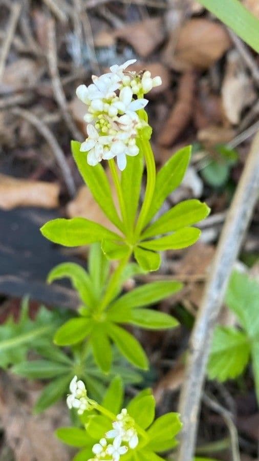 Stellina odorosa 17