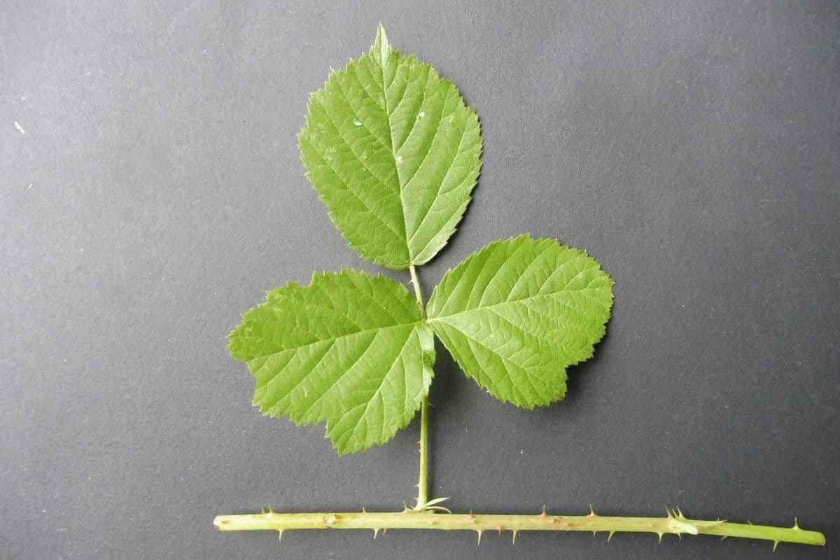 Rubus nemorosus 9