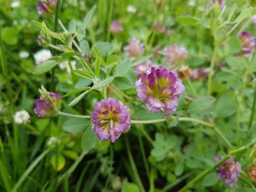 Trèfle à grandes fleurs 2