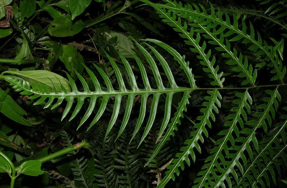 Pteris altissima 4