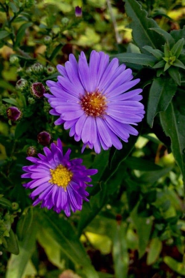 Neubelgische Aster 8