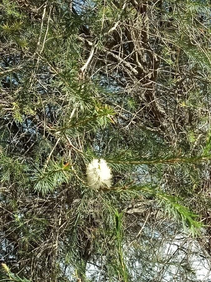 Melaleuca ericifolia 2