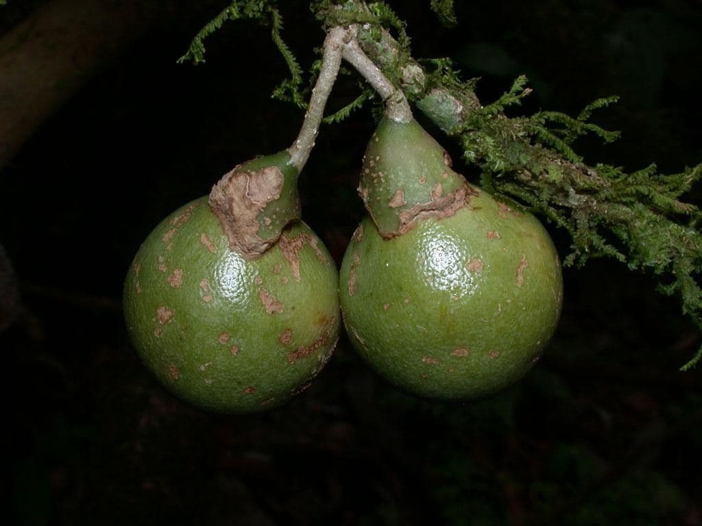 Schlegelia 3