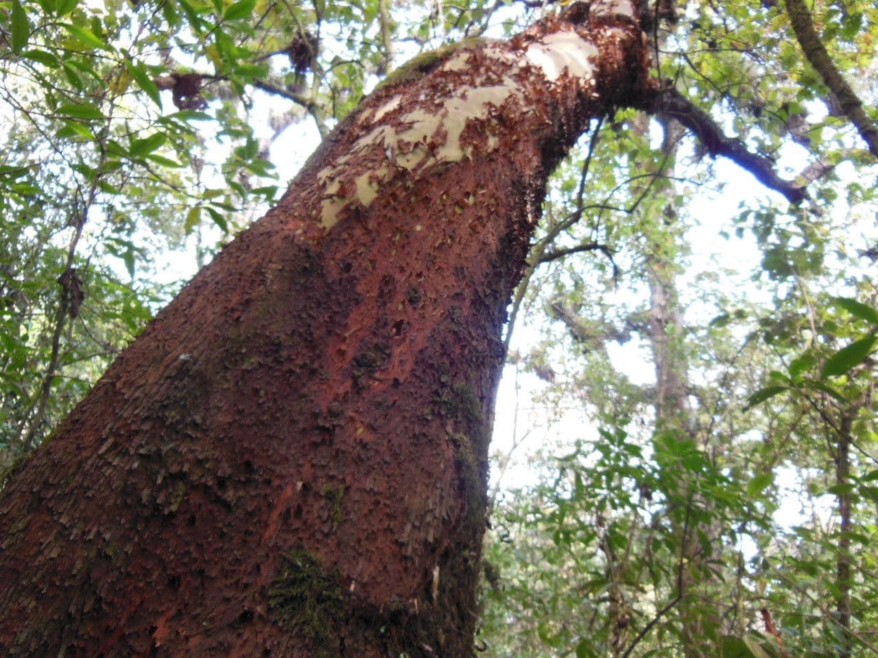 Arbutus xalapensis 25