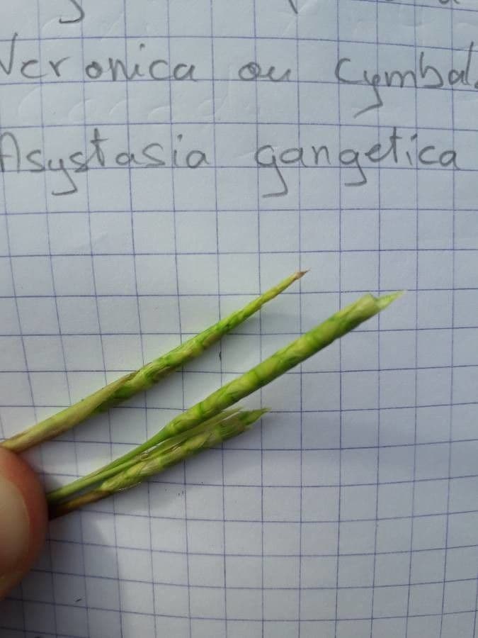 Rottboellia 5
