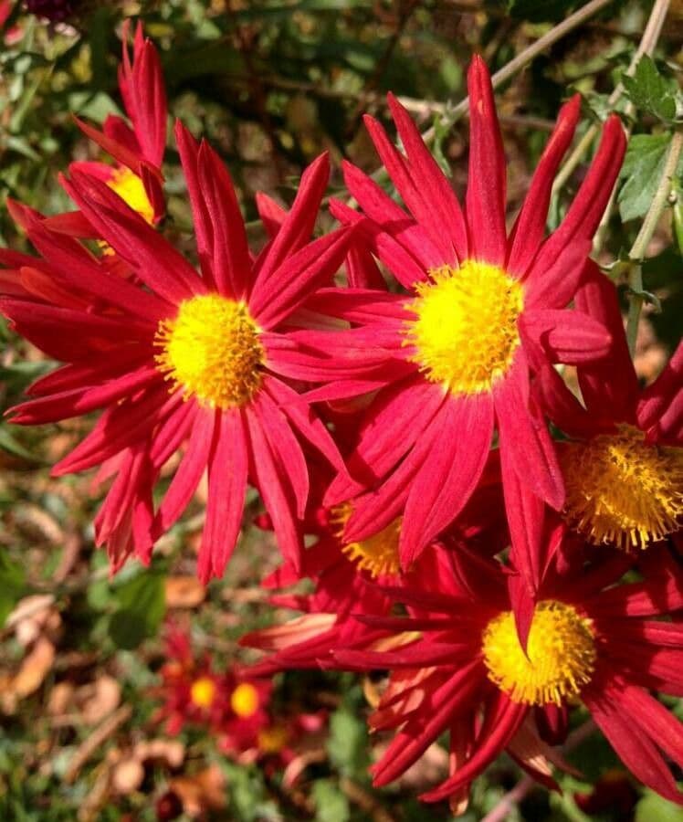 Tanaceto coccineo 5