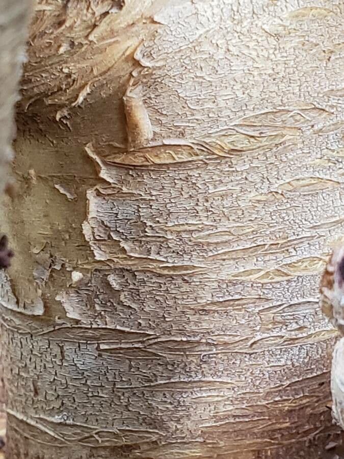 Pianta di giada 16