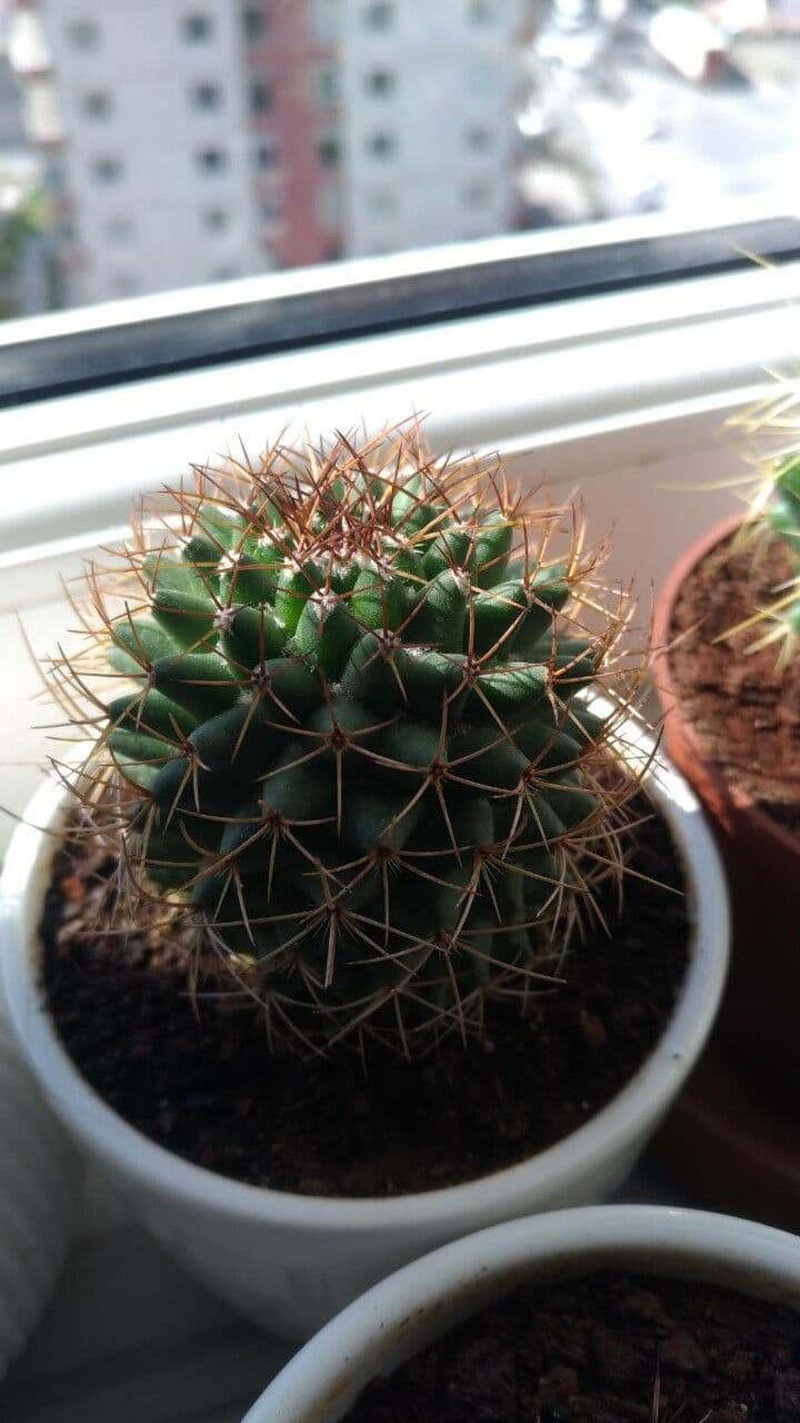 Mammillaria 8