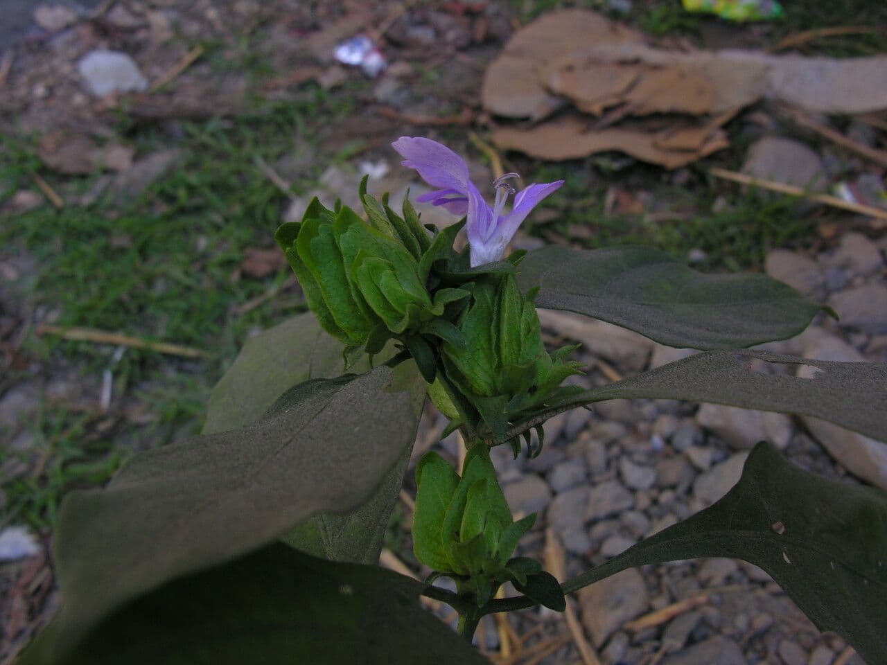 Barleria 7