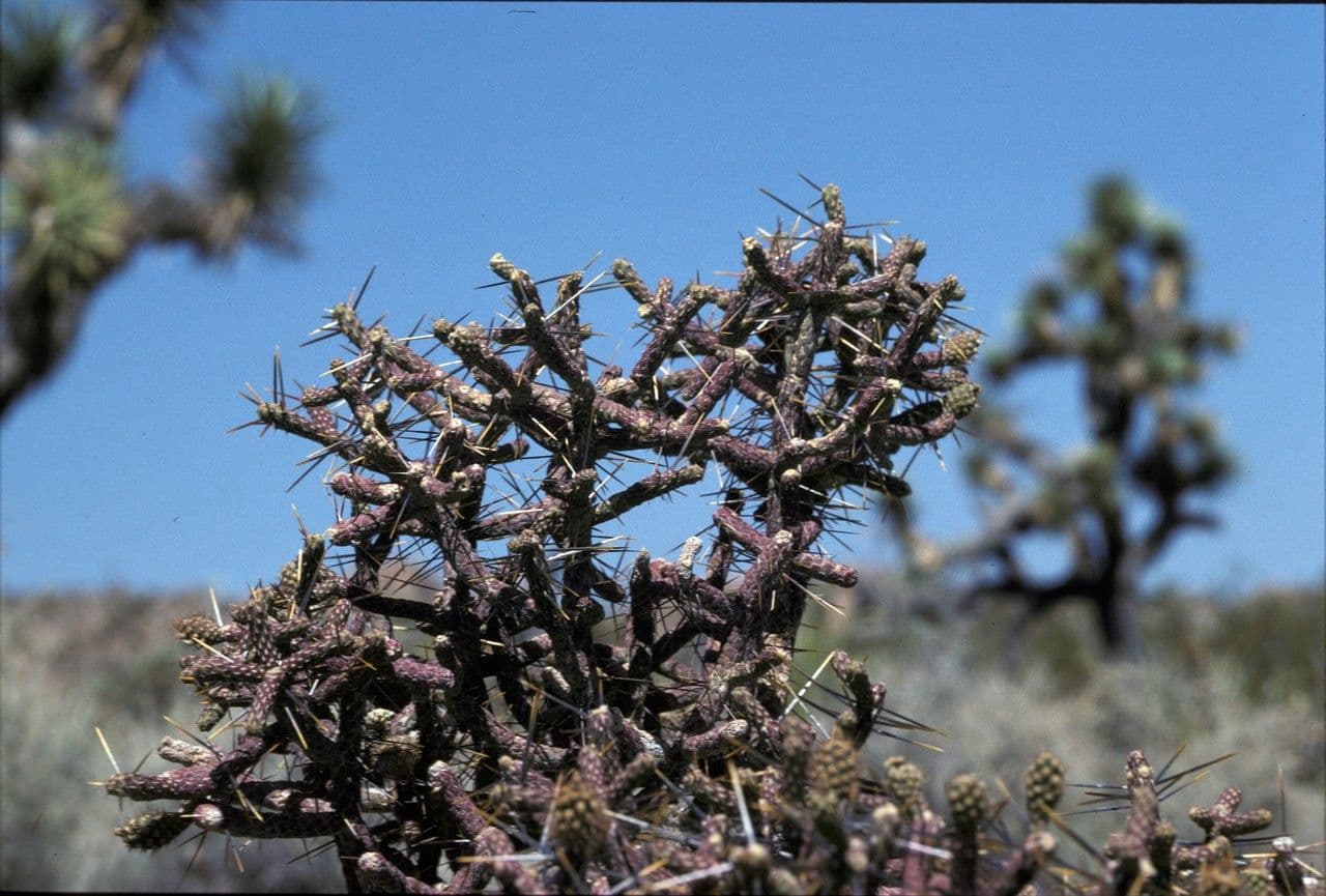 Cylindropuntia ramosissima