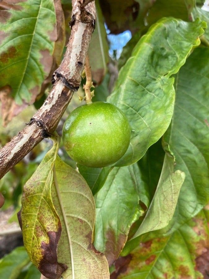 Vangueria madagascariensis 3