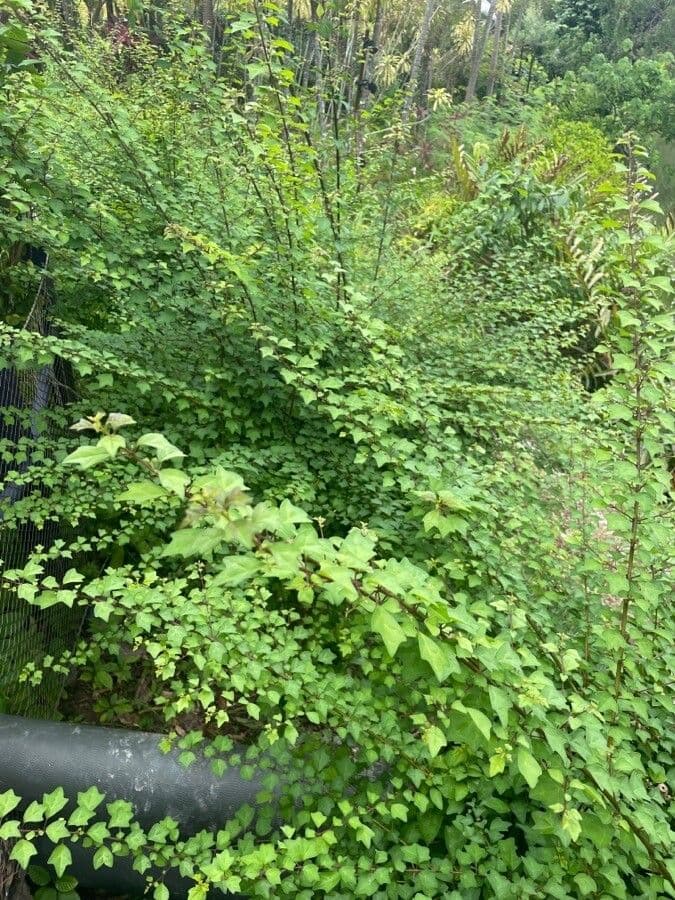 Wild sage 9