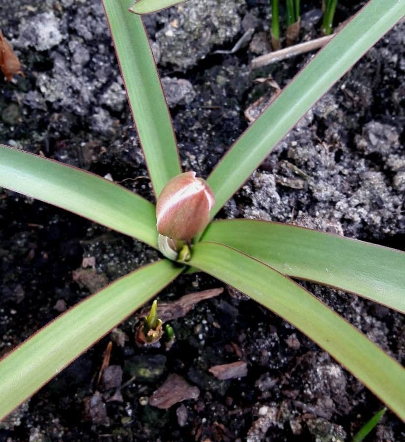 Tulipano 19
