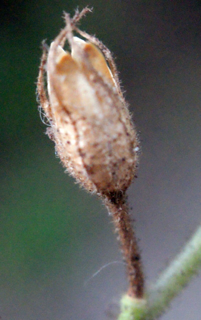 Plumbago zeylanica