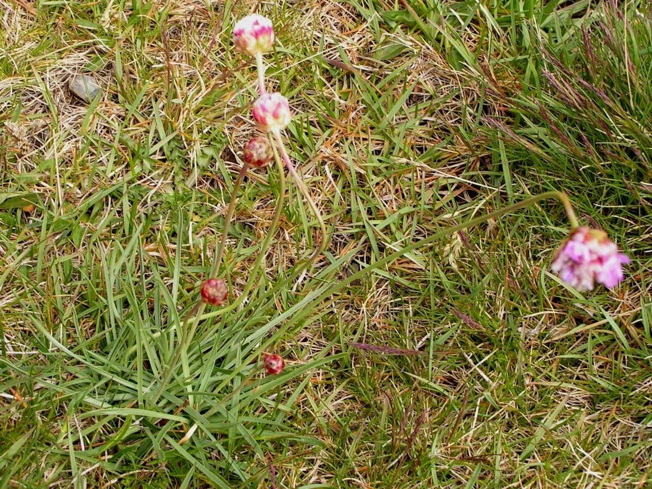 Armeria ruscinonensis 6