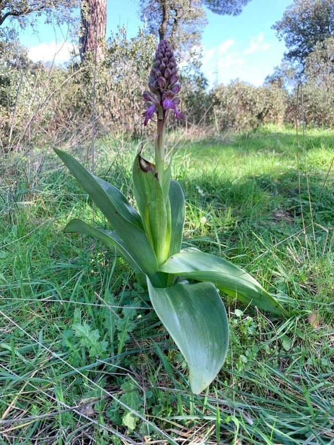 Orchis géant 14