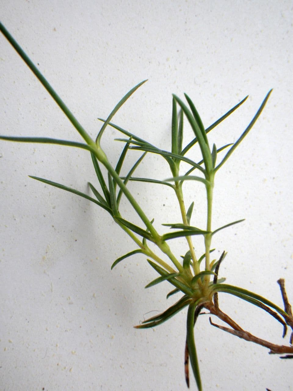 Garofano 11