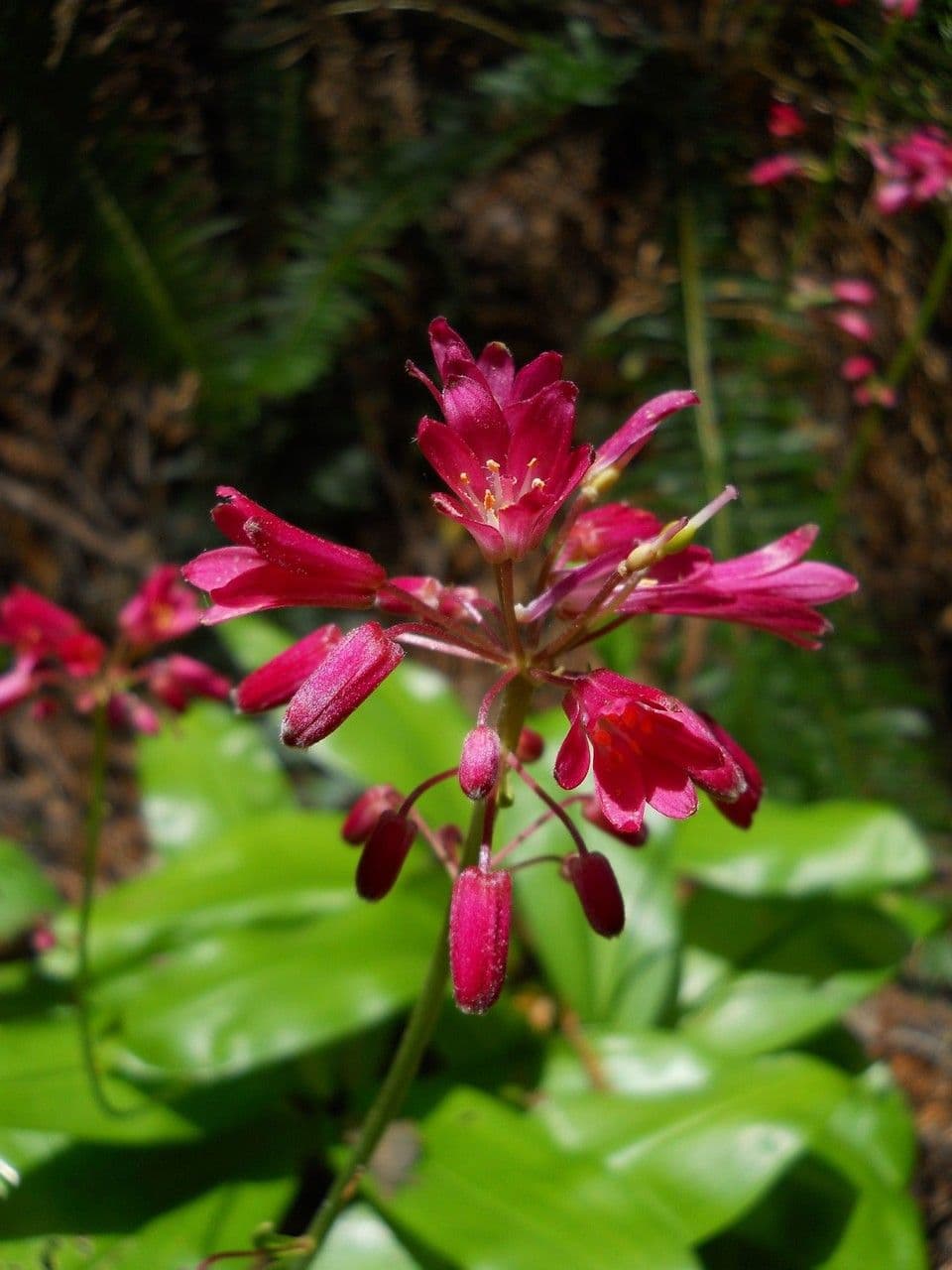 Klintonia 8