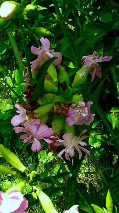 Saponaria comune 14