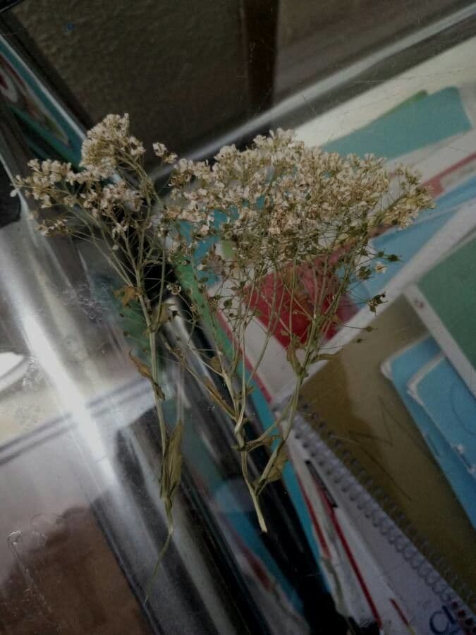 Draba 23