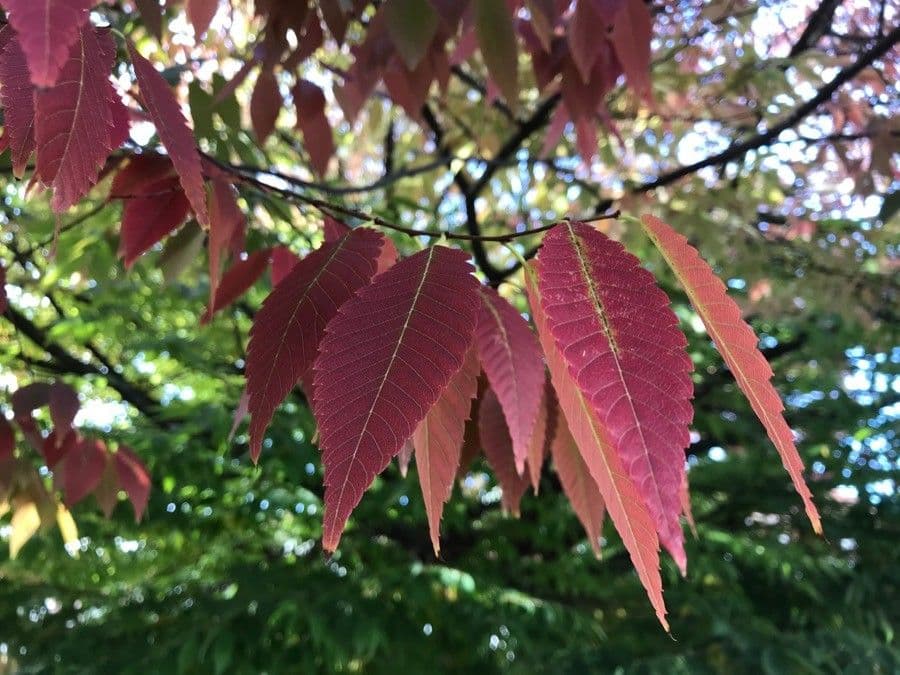 Zelkova 16