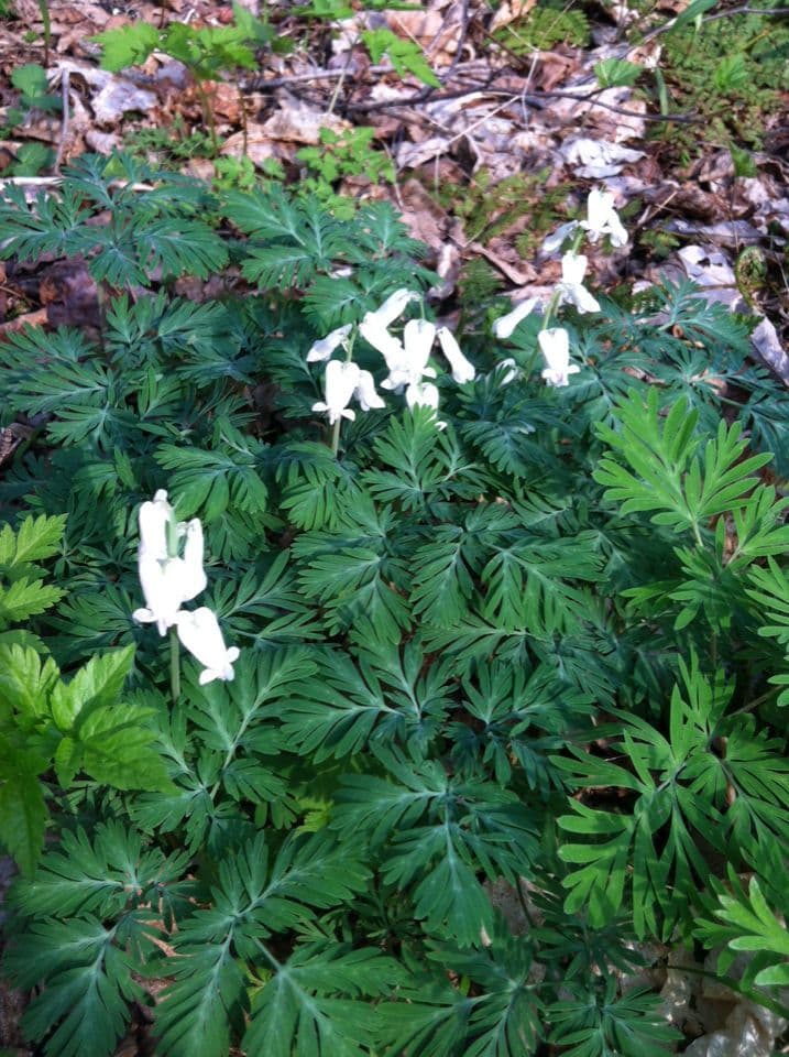 Dicentra de capucha 8