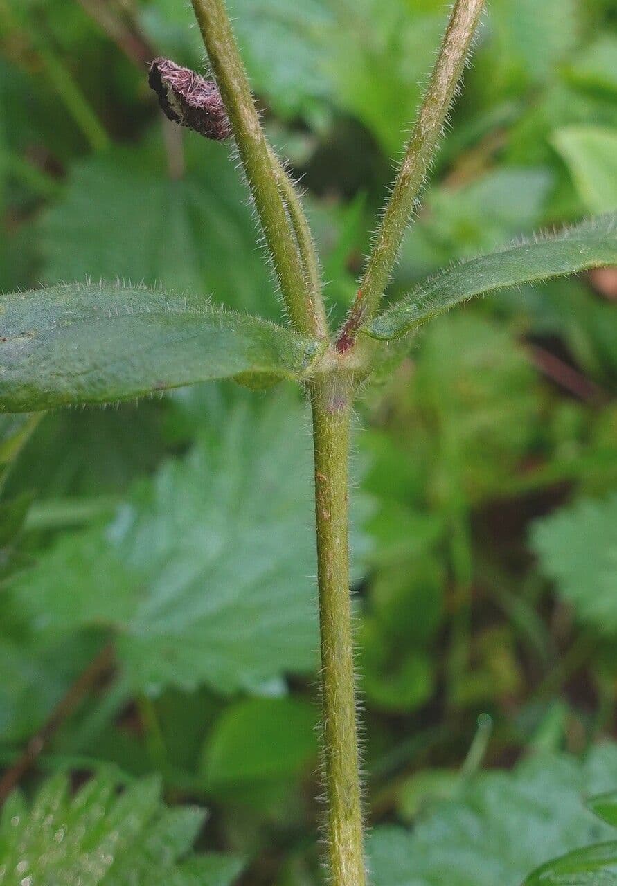 Silene dioica 24