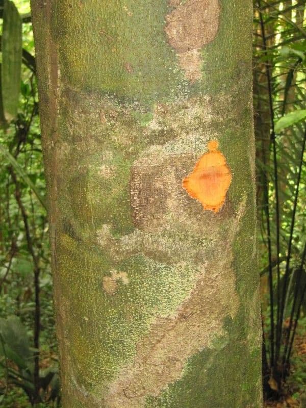 Talisia 10